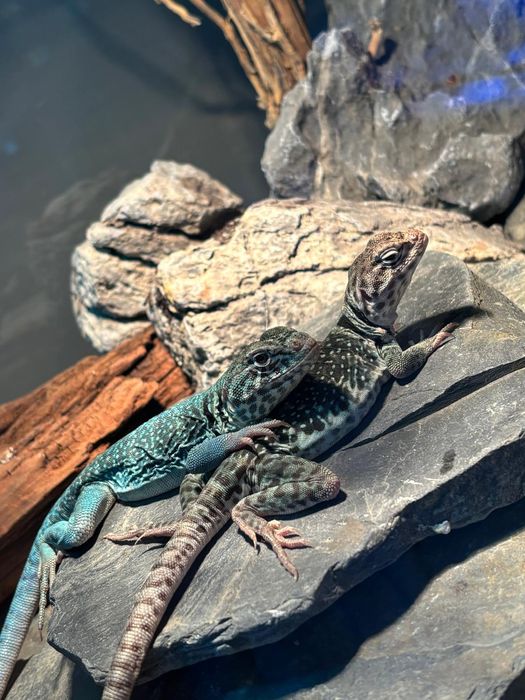 Crotaphytus collaris – Legwan obrożny