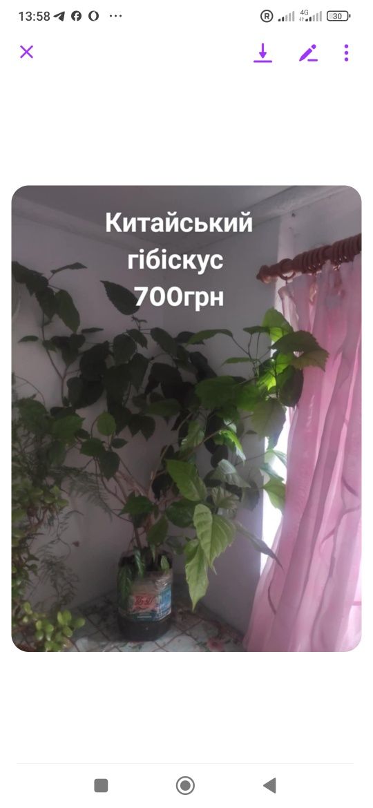 Продам квіти.ціна на фото.можливий хороший торг для реального покупця.