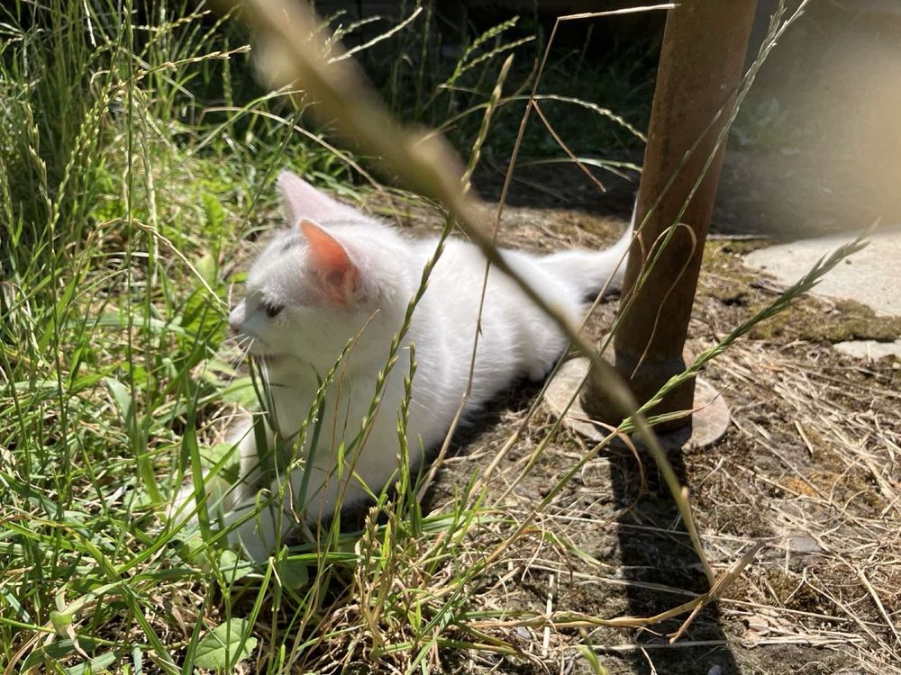 Кошеня 2 місяці хлопчик