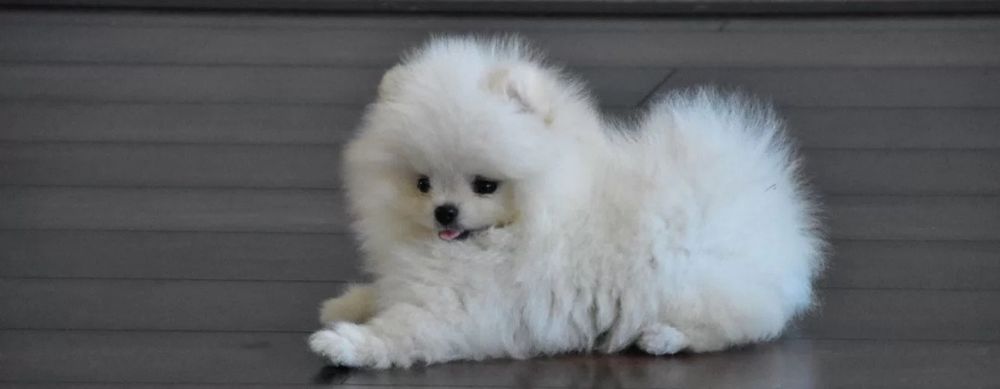 Vip шикарные шикарные крохи