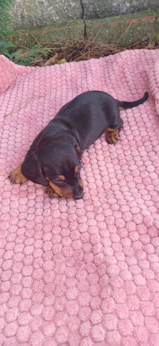 Teckel miniatura macho