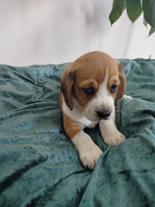 Beagle piesek ..