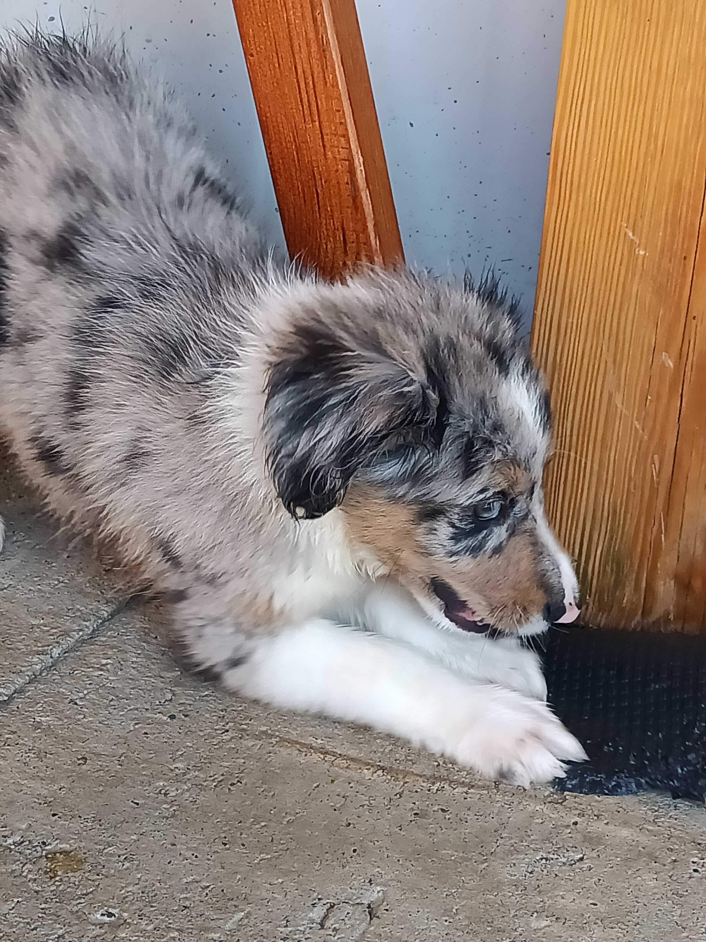 Border Collie -piesek