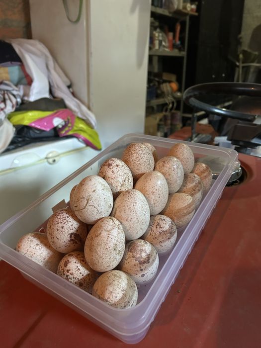 Ovos de perua para chocar