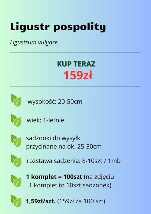 Ligustr pospolity - Liguster - Żywopłot -- 20-50cm --- 100szt.