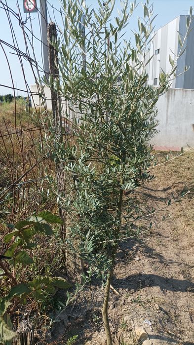 Oliveiras prontas para ir para lugar definitivo