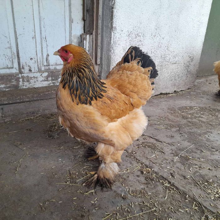 Яйця кури Брама палива і світла