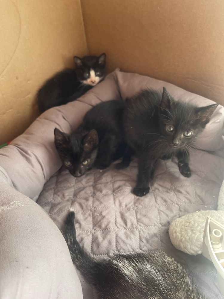 Gatinhos bebés para adoção