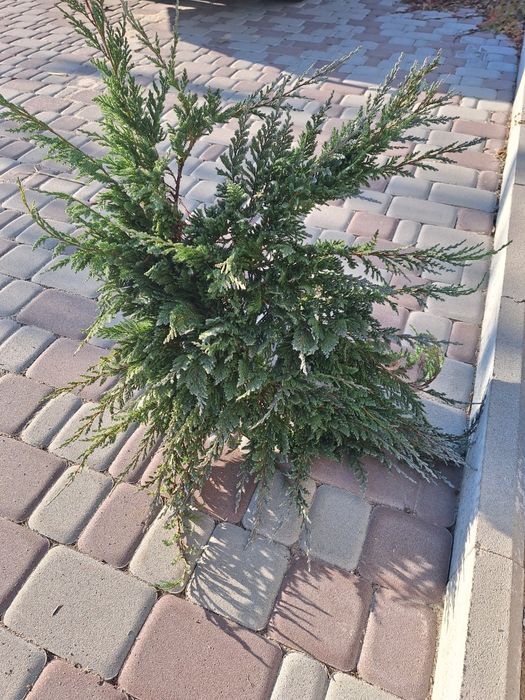 Ялівці Блю чип (можжевельник)