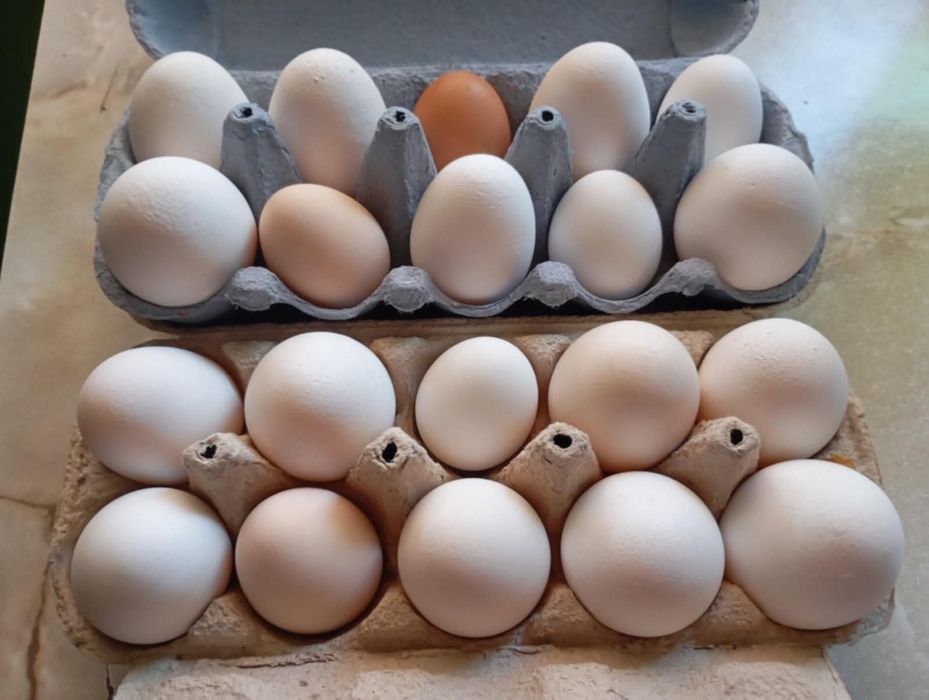 Wiejskie jajka od młodych kur