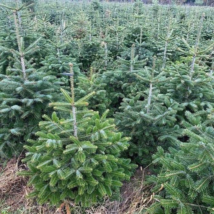 Jodla kaukaska z dostawa do domu! Piekne choinki do twojego domu