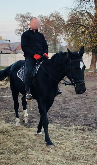 Klacze Śląskie (Źrebne) i Źrebaki
