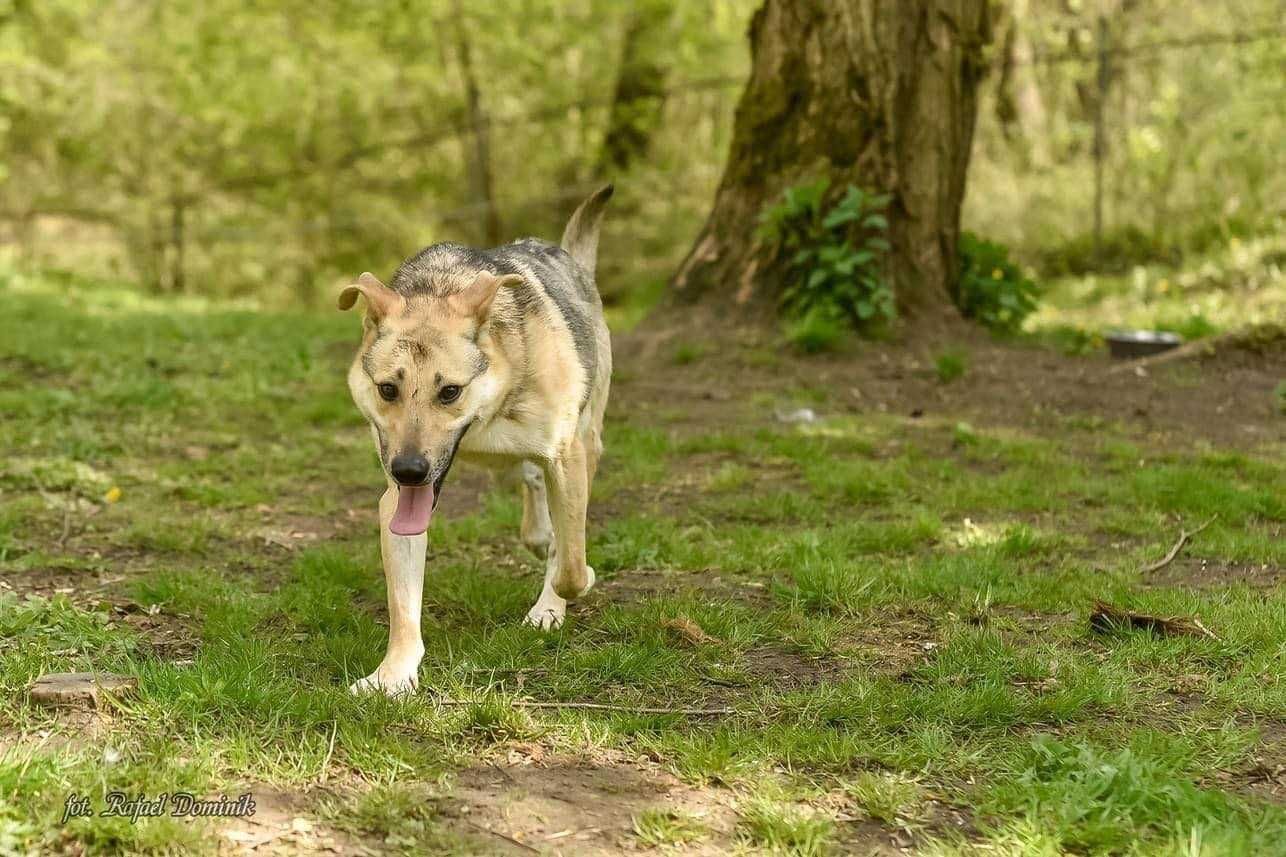 Noe - cudowny psiak, czeka na adopcje!