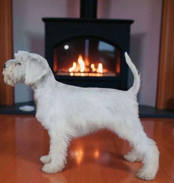 Sznaucer miniaturowy Chłopiec