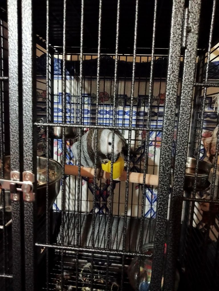 Vendo papagaio e gaiola só vendo junto e por motivos pessoais e de doe