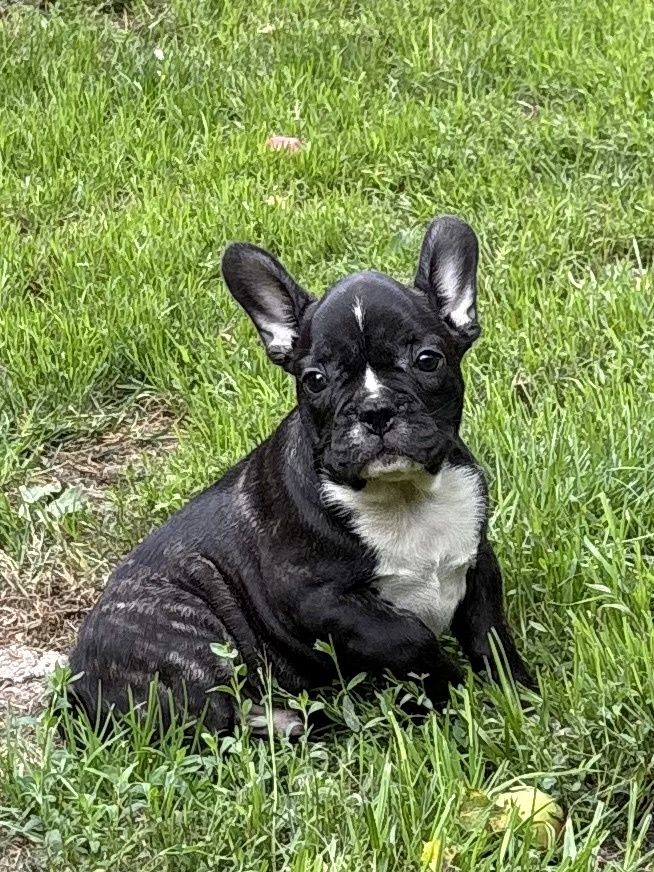Buldog Francuski.  szczeniak