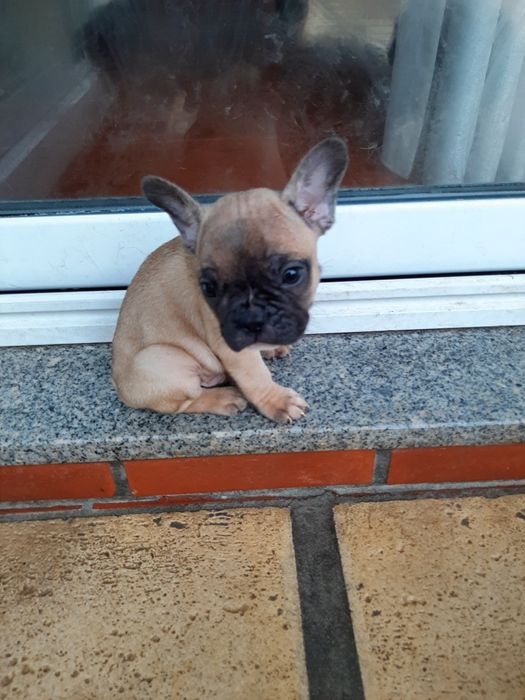 Buldog Francês blue&fawn