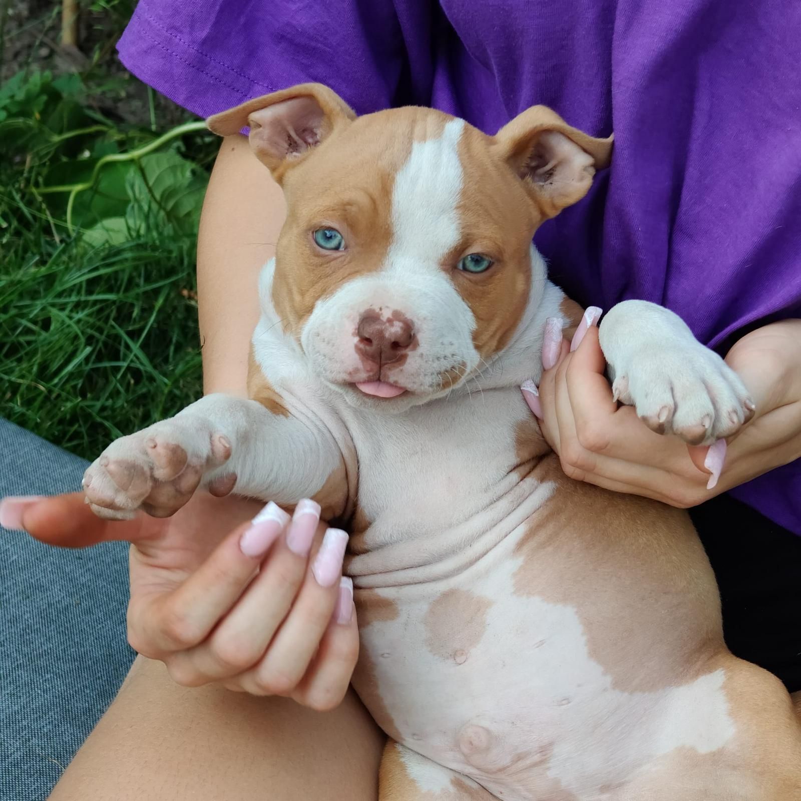 American Bully ABKC Piękny wzorcowy chlopa