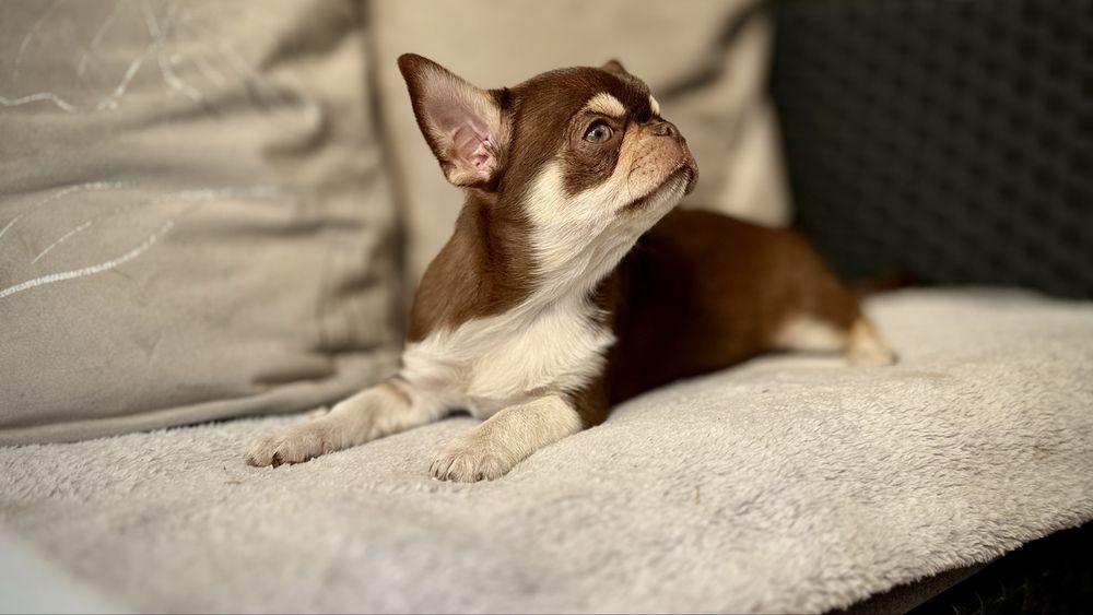 Czekoladowa PPRZEPIĘKNA GOTOWA do ODBIORU suczka chihuahua