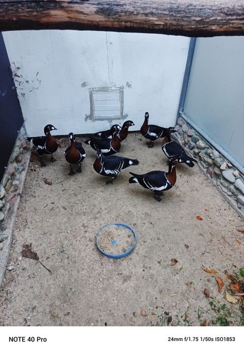 Gęsi ozdobne dorosłe