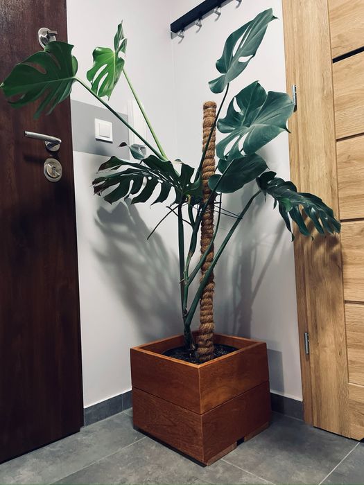 Donica z drewna egzotycznego