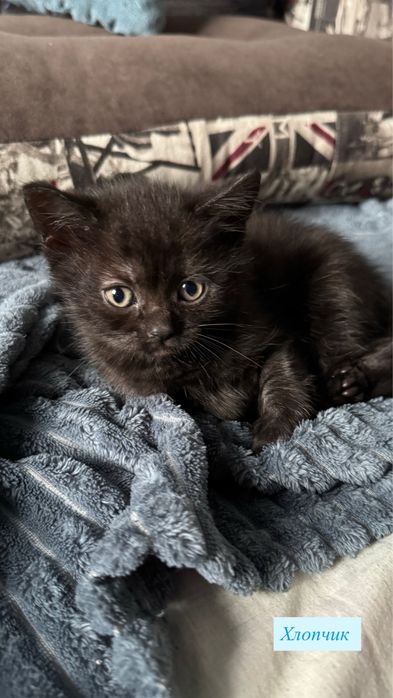 Чистокровні кошенята Шотландської породи (Фолд та Страйт)