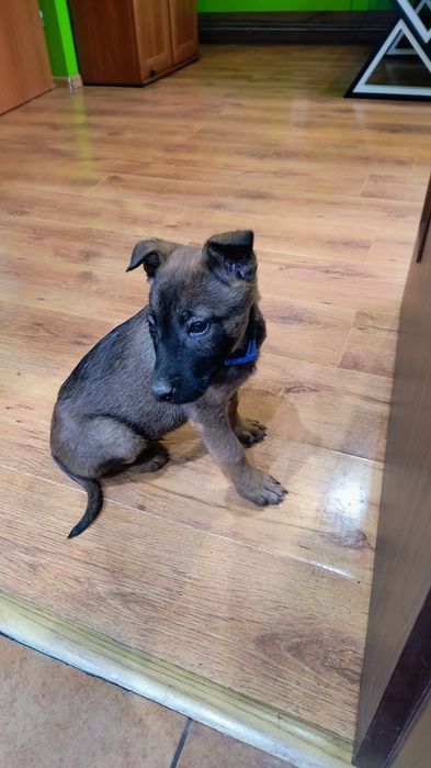 Owczarek belgijski szczeniaki