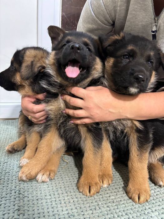 Маленькі принцеси шукають нову родину