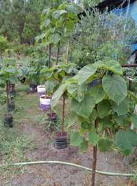 Paulownia elongata