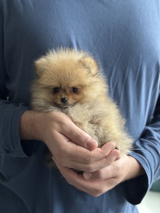 Ексклюзивний міні померанський шпіц хлопчик
