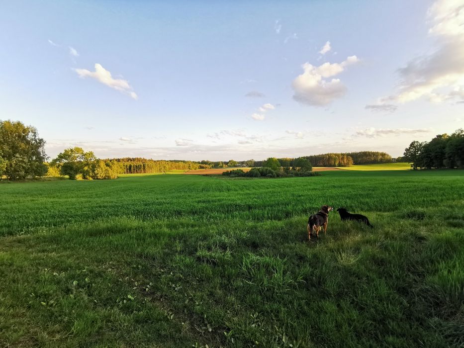 Działka budowlana Kaszuby, Liniewo, wieś