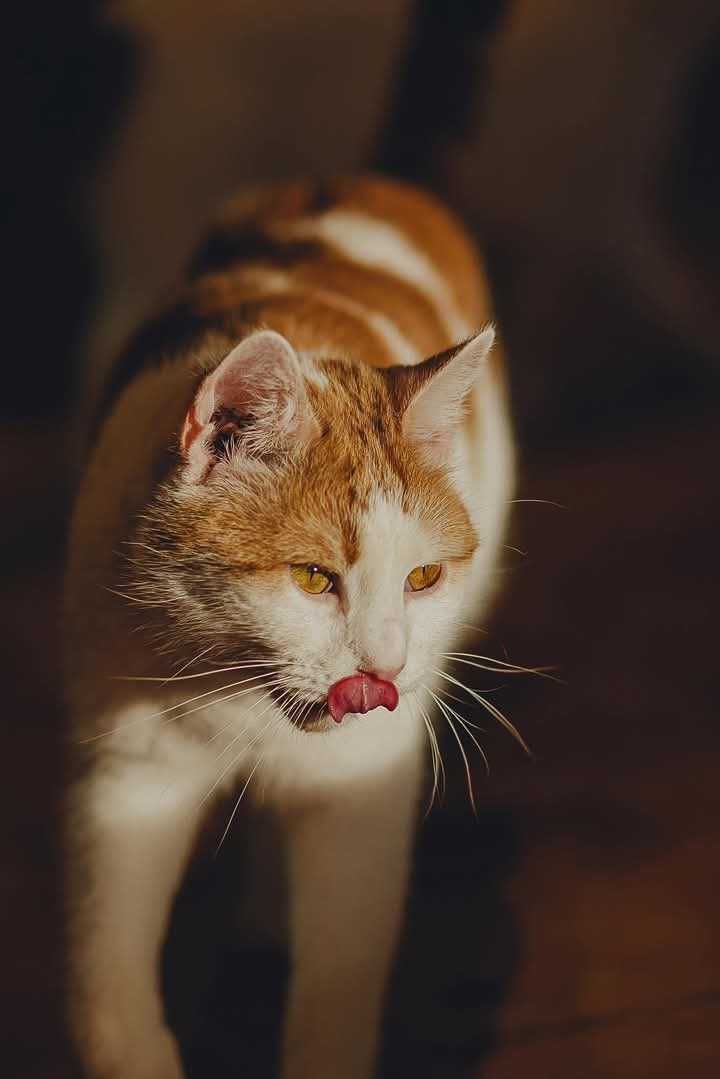 Kochany rudy kocurek do adopcji! Kot nigdy nie mial domu!