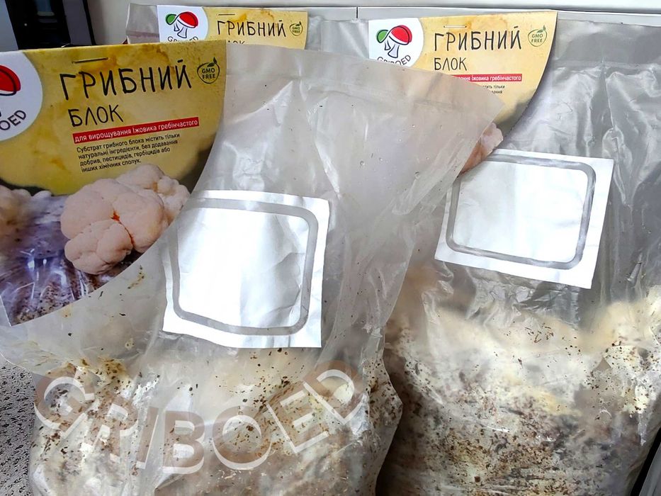 2 штуки - блоки Ежевика гребенчатого. Для выращивания дома!