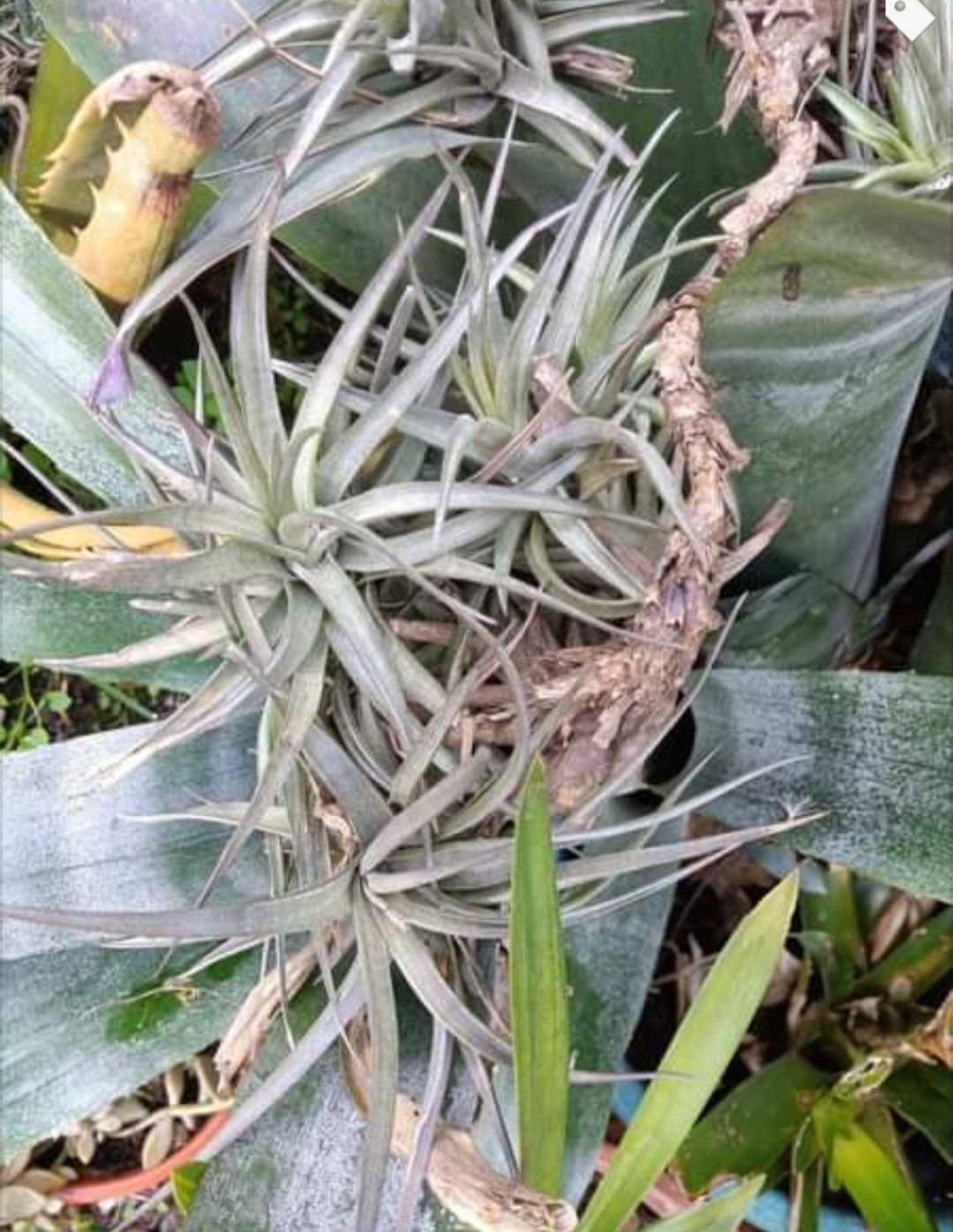 Plantas aéreas tillansia