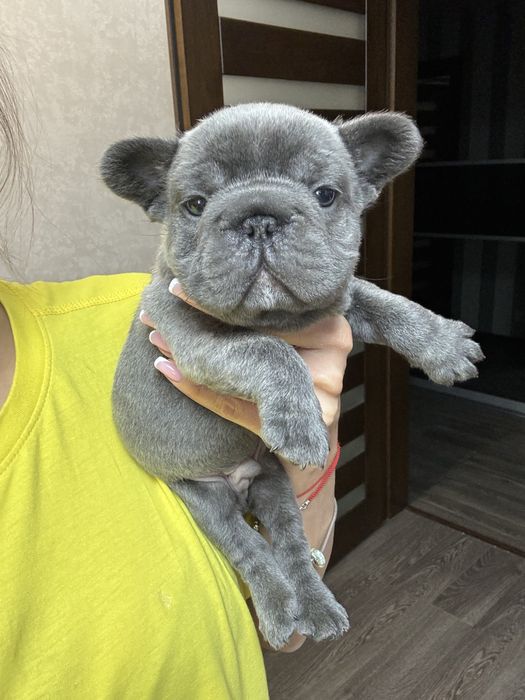 Французский бульдог мальчик