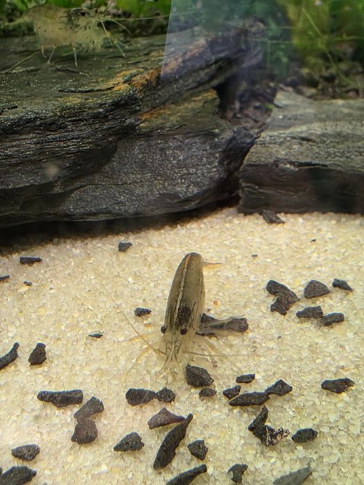 Rybki do akwarium - Krewetki Amano