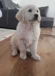 Golden Retriever Rodowód