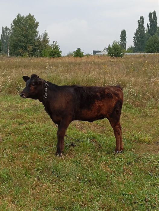 Продам телицю джерсійська порода