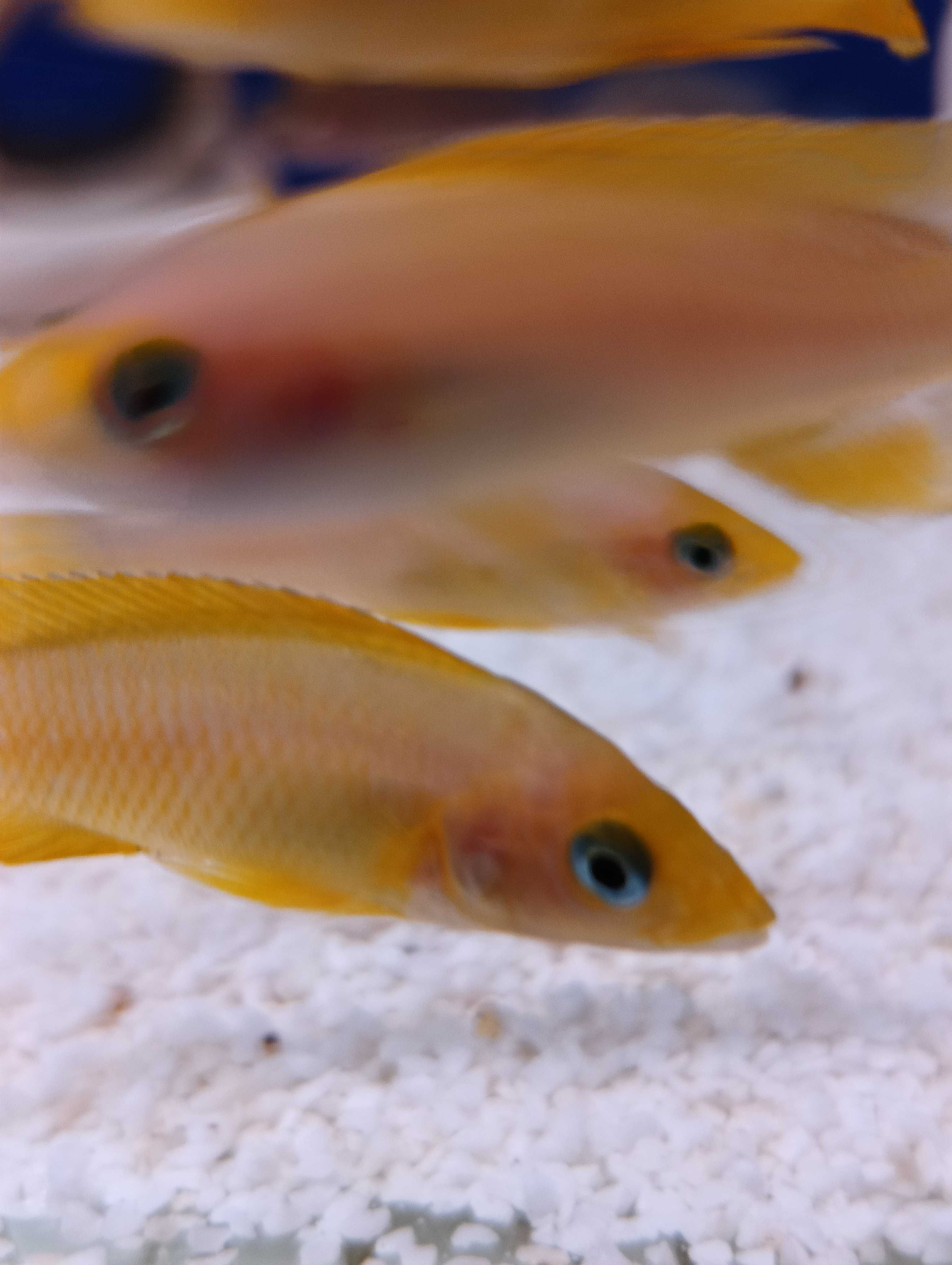 Rybki dorosłe Neolamprologus Leleupi Talama ,, Tanganika Koło ''