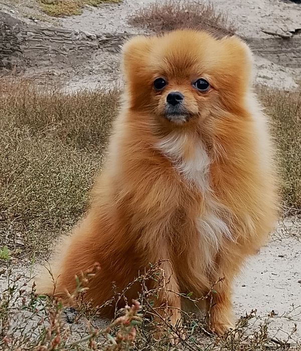 Померанский шпиц