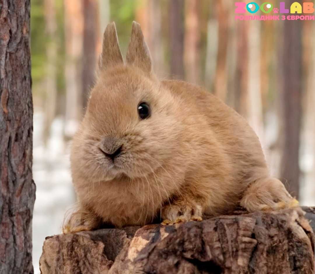 В Києві! Нідерландський карлик кролик декоративний карликовий