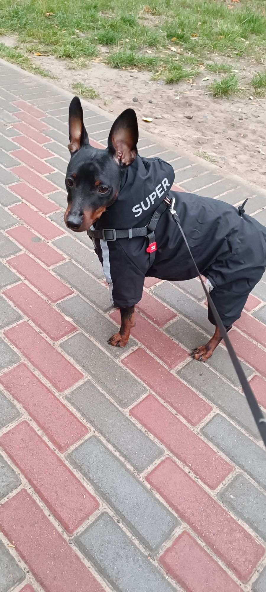 Вязка Цвергпинчер