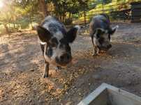Kune kune porcos fêmea