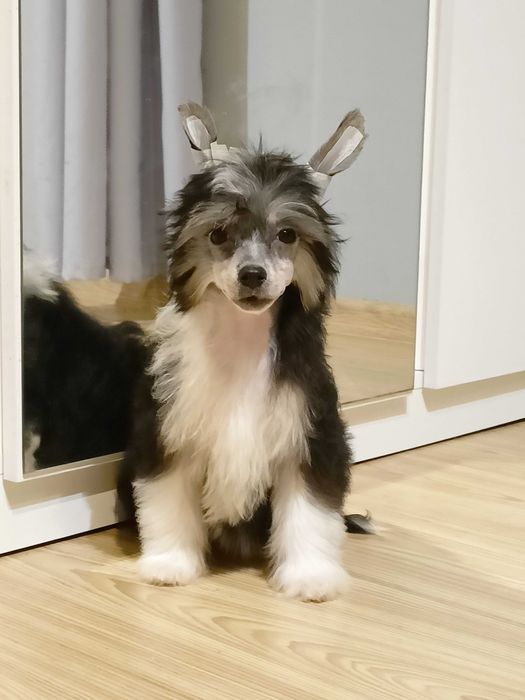 Chiński grzywacz ZKwP