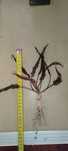 Mega wielkie Cryptocoryne wendtii Brown ponad 20 cm