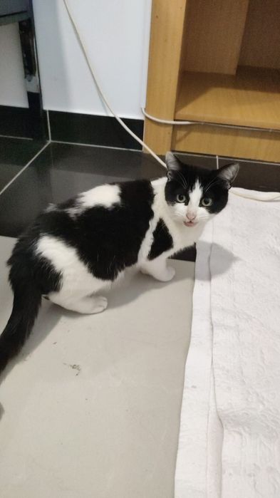 Gato para adoção com cerca de 5 meses