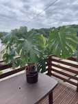 Kwiat Monstera duża