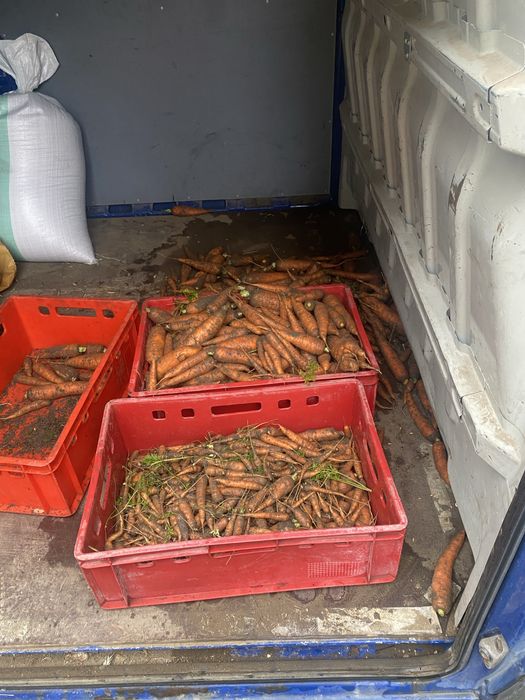 Marchew i ziemniaki odpadowe