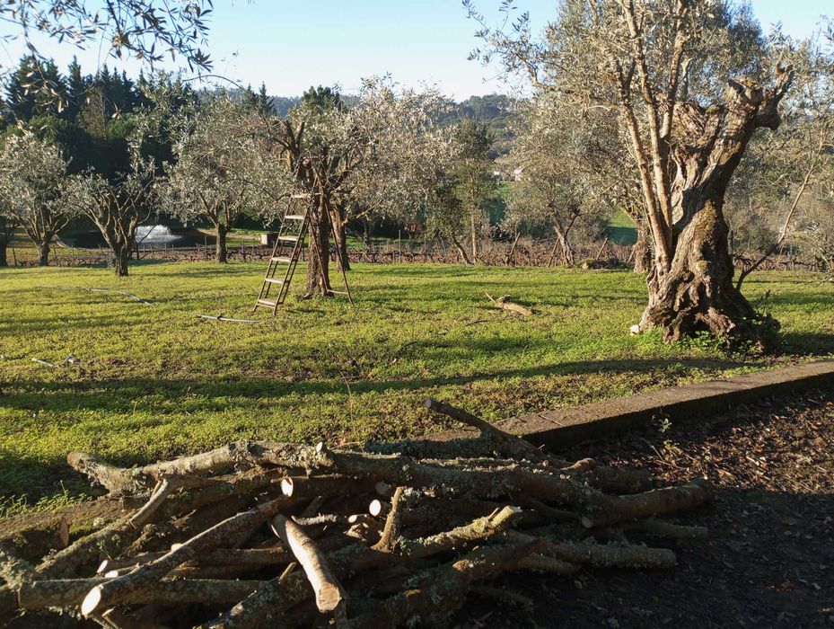 Jardineiro particular limpezas manutenção jardins terrenos . Pintura