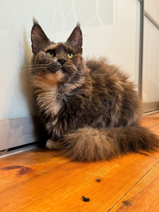 Maine coon kotka [wysterylizowana]